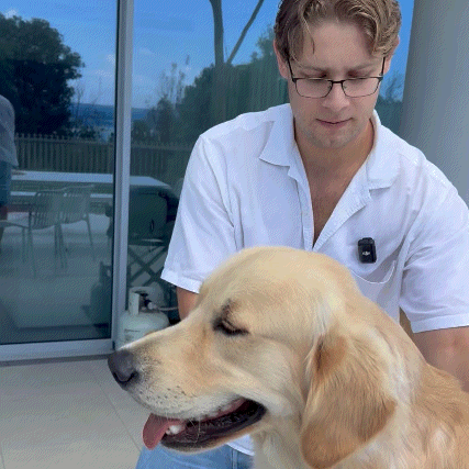 Man with glasses gently grooming a happy golden retriever dog on an outdoor patio.