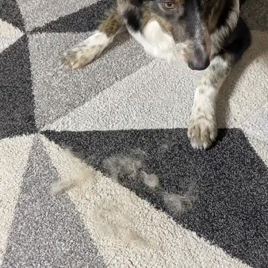 Effortless Pet Hair Removal Demonstration